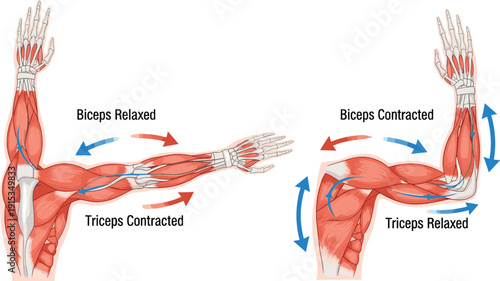 Anatomy diagram of human arm muscles showing biceps and triceps contraction and relaxation during elbow flexion and extension for medical education and fitness.