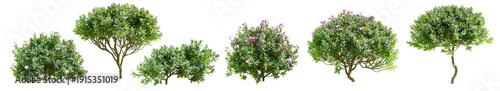 Photos Set of cistus shrub isolated on transparent background