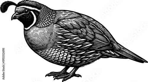 A detailed black and white illustration of a quail bird presented in profile view. The sketch highlights the intricate feather patterns and distinct features of the avian creature.