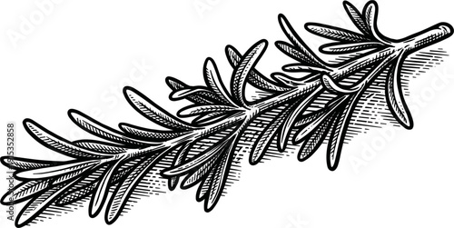 Detailed Rosemary Sprig Botanical Illustration Isolated on White