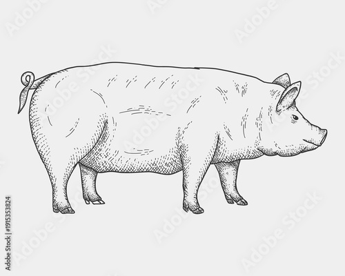 Pig Farm Animal Vintage Engraving Illustration. ideal for farming, meat industry and rustic themed projects.