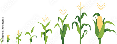 Corn plant growth stages from seedling to mature cob on white background maize