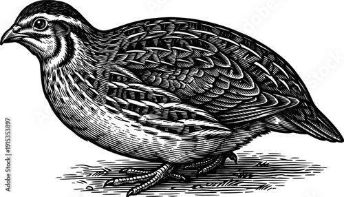 A detailed vintage engraving of a quail bird standing on textured ground. The illustration showcases intricate feather details and is isolated on a white background.