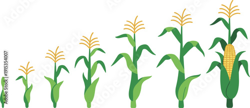 Corn plant growth stages with fully developed yellow cob on white background maize
