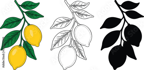Lemon branch silhouette & Outline and illustration set isolated on transparent background