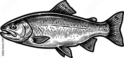 Detailed black and white illustration of a salmon fish in a vintage engraving style isolated on a white background. Features clear depiction of scales fins and tail.