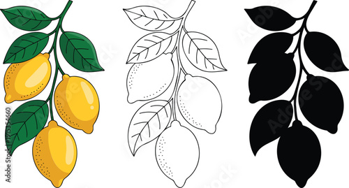 Lemon branch silhouette & Outline and illustration set isolated on transparent background