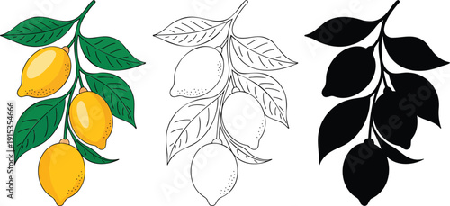 Lemon branch silhouette & Outline and illustration set isolated on transparent background