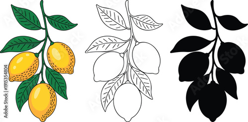 Lemon branch silhouette & Outline and illustration set isolated on transparent background