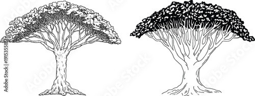 Dragon Blood Tree illustration, stylized umbrella canopy artwork, Socotra Island nature design, exotic plant graphic, botanical landscape inspiration