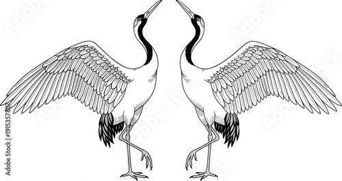 WebPair of Japanese red-crowned cranes dancing with spread wings in hand-drawn engraving style vector illustration isolated on white background for zen wedding decor and nature art