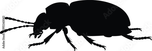 Beetle insect silhouette vector illustration bug wildlife entomology icon isolated black beetle clipart nature insect graphic design element