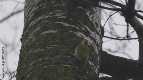 (Picus viridis) on a tree trunk exploring for food