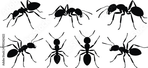 Realistic ant silhouette set insect vector detailed ant icons crawling bug shapes isolated entomology illustration collection black