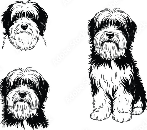 Black and white of a shih tzu dog in three different views animal