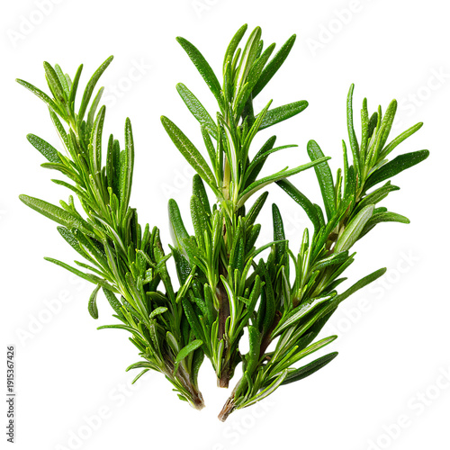 Fresh Rosemary Herb Sprigs Bundle