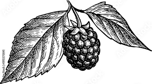 Blackberry branch with leaves. Isolated ink sketch. Hand drawn vintage engraving illustration.