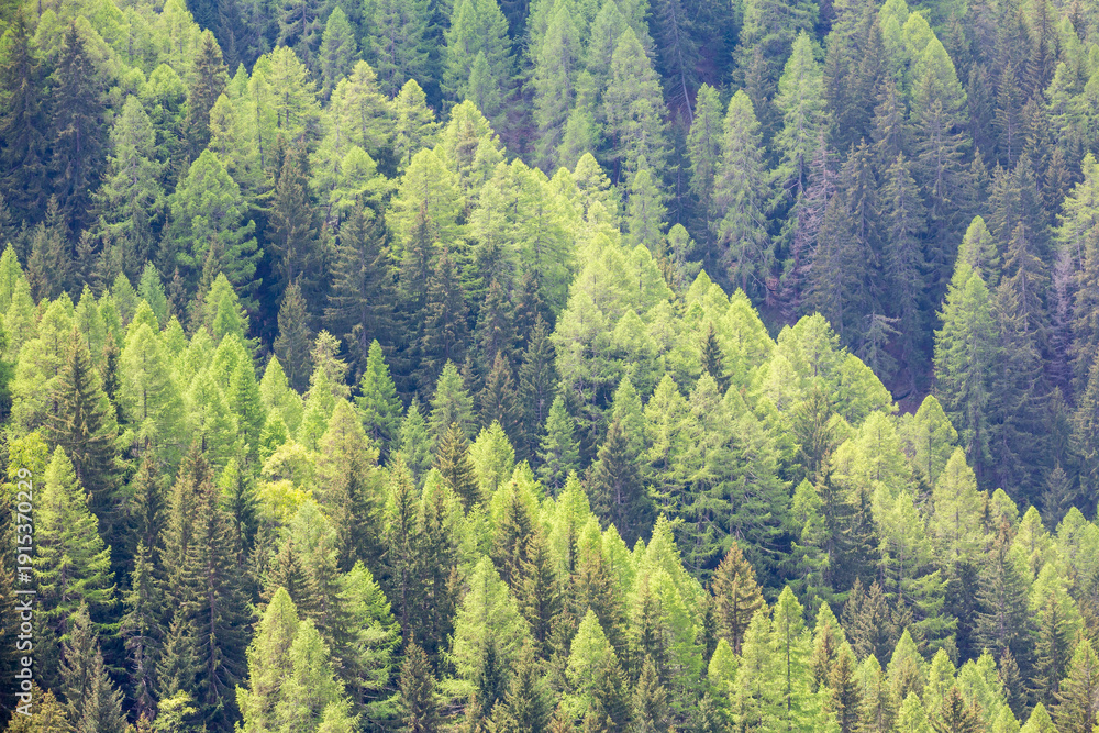 Obraz premium Mixed forest with different green colours.