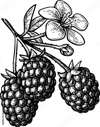 Blackberry branch with berries and flower. Isolated ink sketch. Hand drawn vintage engraving illustration.