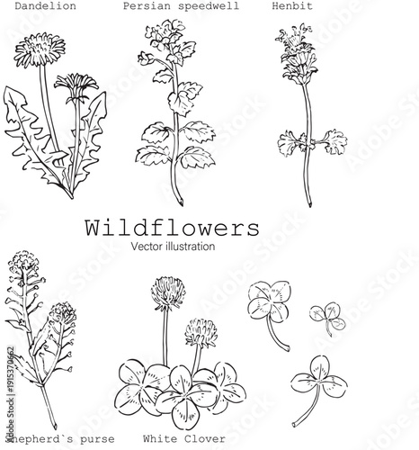 春の草花セット