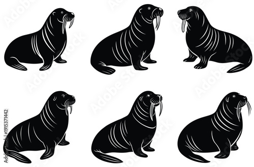 Sketch of a walrus in an engraving style. Hand drawn illustration converted to vector