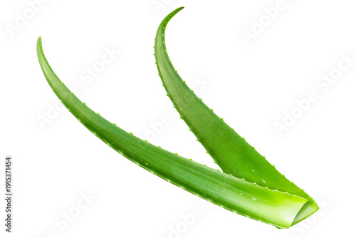 Fresh aloe vera leaves. Image on a transparent background.