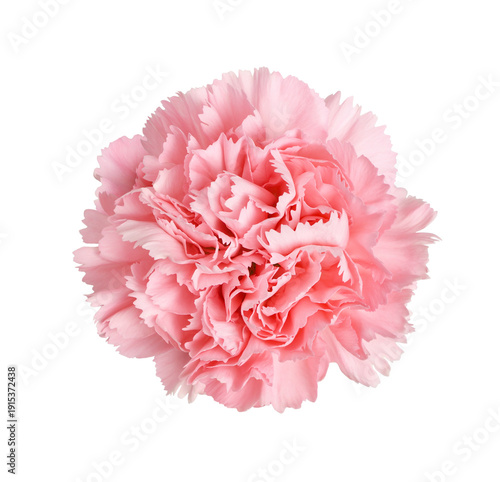 Top view of pink carnation flower isolated on white. or transparent background