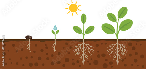 Plant Growth Stages Outline Icon Set Seed to Mature Plant Concept