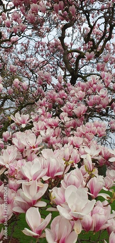 Phone photo of a magnolia tree branch covered in blossoms. Spring nature scene showing fresh flowers, soft color, and seasonal growth outdoors.