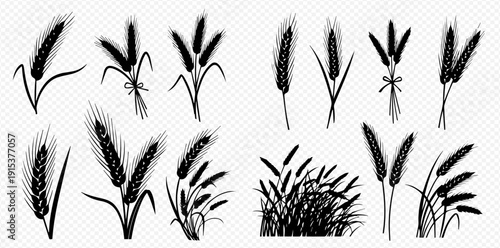 Set of silhouettes of wheat, rye, barley, oats, and millet isolated on a transparent background.