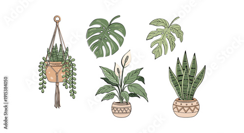 Potted plants with green leaves hanging.
