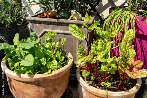 The balcony garden contains lettuce leaves, spinach, chard and culinary herbs grown in clay pots (selective focus)