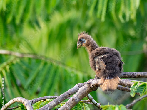 A hoatzin, Opisthocomus hoazin, chick in a tree in the Pacaya Samiria Preserve, Peru