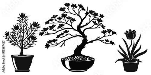 Three distinct bonsai trees in individual pots displayed in a row. Vector