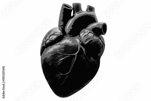 Anatomical illustration of a human heart in dark monochrome tones