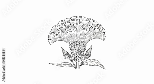A detailed, black and white sketch of a crested celosia flower with ruffled petals