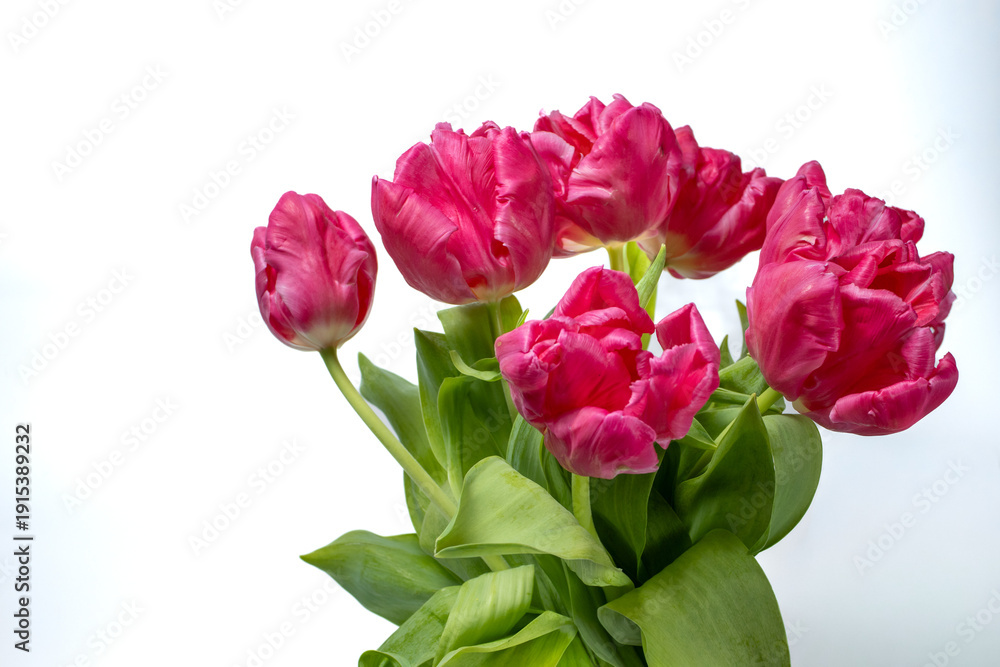 Fototapeta premium Pink tulip bouquet with lush green leaves arranged against a clean white background in studio lighting.