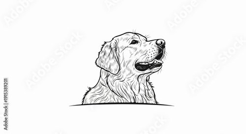 A black and white sketch of a golden retriever's head looking up