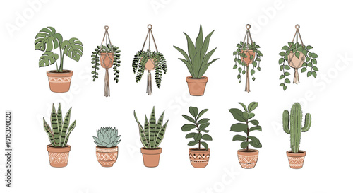 Variety of potted houseplants and succulents 4.