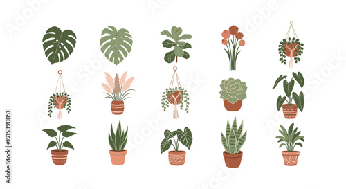 Variety of Potted Houseplants and Succulents 7.