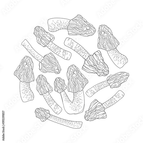 Round bunch of Verpa bohemica or early morel mushroom in black isolated on white background.