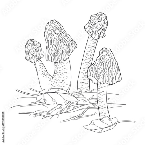 Group of Verpa bohemica or early morel mushroom in black isolated on white background.