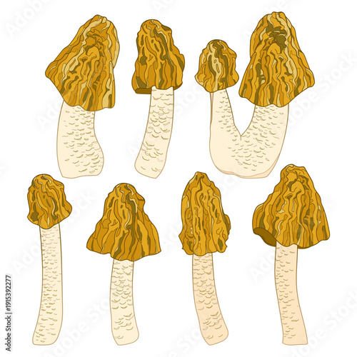 Set with Verpa bohemica or early morel mushroom in pastel beige and brown isolated on white background.