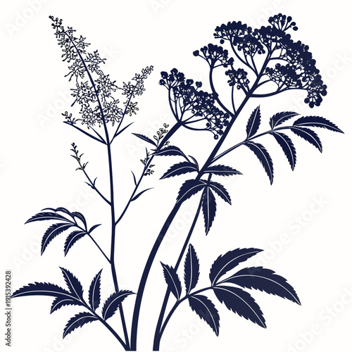 Картината върху платно meadowsweet silhouette on white background