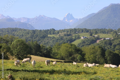 vallée d'ossau