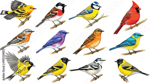 Vector illustration set of diverse colorful small birds including Cardinal, Goldfinch, and Blue Jay perched on tree branches isolated on white background.