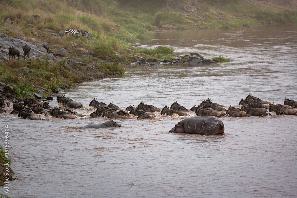 Obraz premium Сrossing across Mara River in Kenya. Zebras and wildebeest from Masai mara to Serengeti, Africa