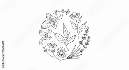 A circular arrangement of hand-drawn herbal plants and flowers in black and white