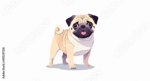 A cute pug with a curly tail and its tongue sticking out