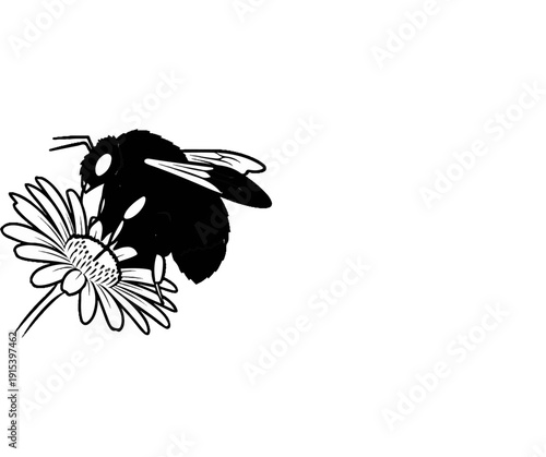 A fuzzy bee gathers nectar from a detailed daisy in black and white